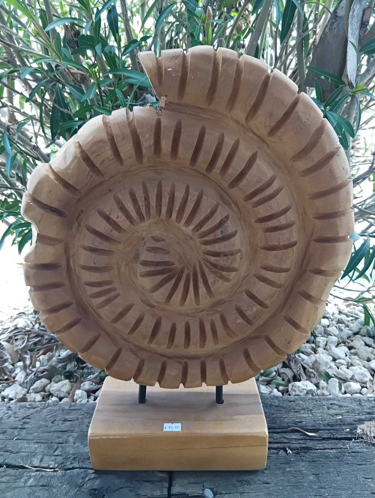 Wooden Ammonite Fossil Teak Sculpture – Coastal Carved Spiral Décor on Stand